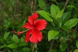 Hibiscus tropical - Rose de Chine